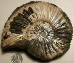 Virgatites sosia
