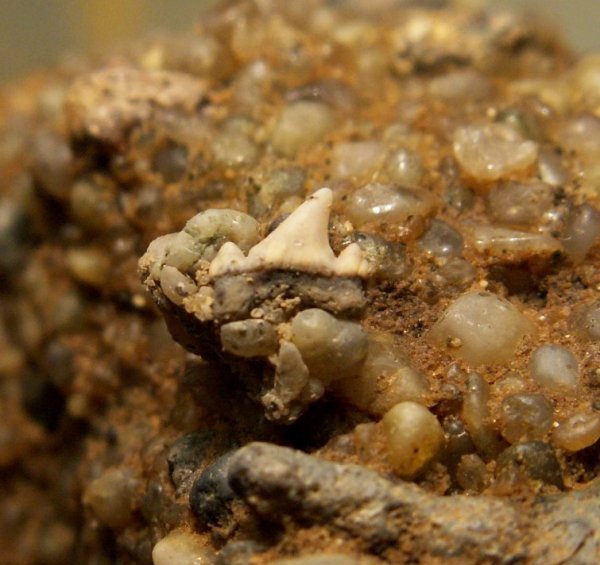Eostriatolamia, Eostriatolamia subulata