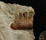 Polyrhizodus concavus