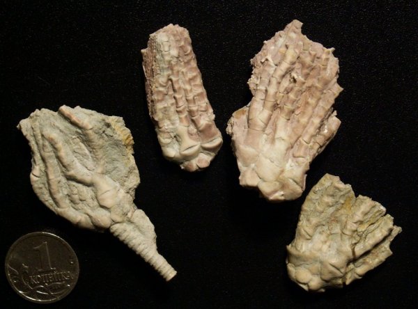 Trautscholdicrinus