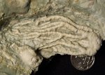Trautscholdicrinus и Acrocrinus