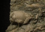 Acrocrinus крупно