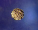? Foraminifera