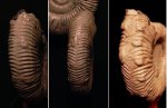 Патология бугорков у Binatisphinctes