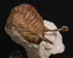 Asaphus kowalewskii