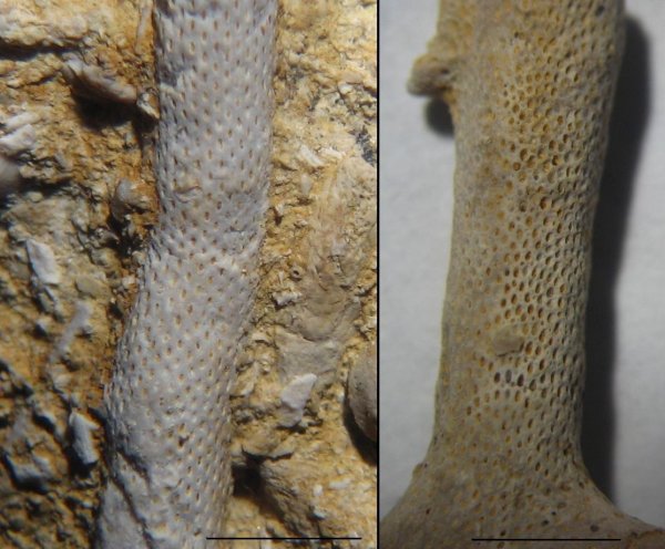 мшанки, Rhombopora, Ascopora