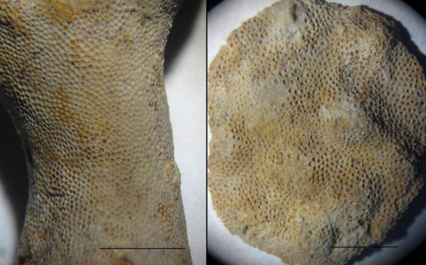 мшанки, Tabulipora, Fistulipora, Meekopora