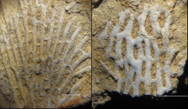 мшанки, Polypora, Shulgapora, Mackinneyella