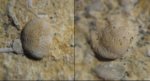 Foraminifera