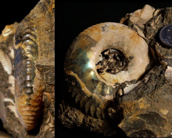 Craspedites, Craspedites jugensis