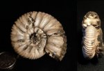 Virgatites pallasianus