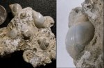Гастроподы с Севана