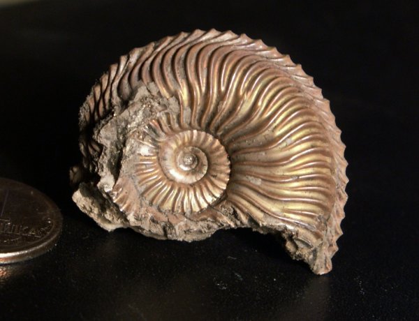 Cardioceras