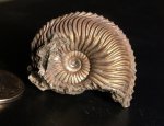 Cardioceras