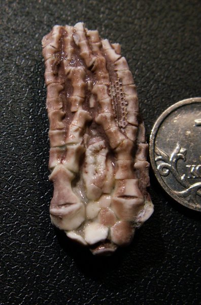 Trautscholdicrinus