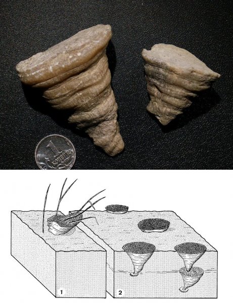 Dianulites