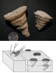 Dianulites fastigiatus