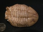 Asaphus