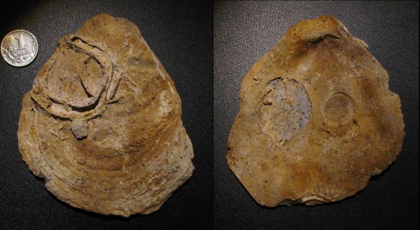 Serpula, Gryphaea