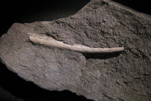 Laevidentalium