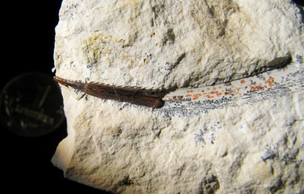 Ctenacanthus, Amelacanthus, плавниковые шипы, Ctenacanthiformes