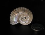 Kosmoceras ornatum
