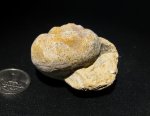 Strobeus sp.