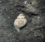 Pictavia laevigata