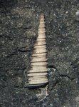 Clathrobaculus fahrenkohli