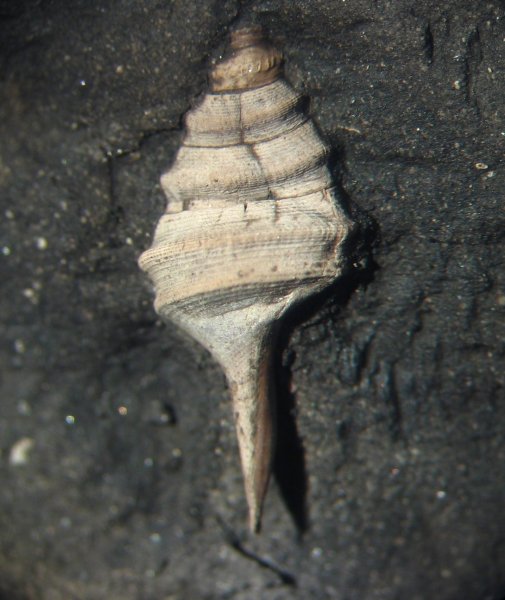 Dicroloma, Aporrhaidae, Dicroloma gagnebini
