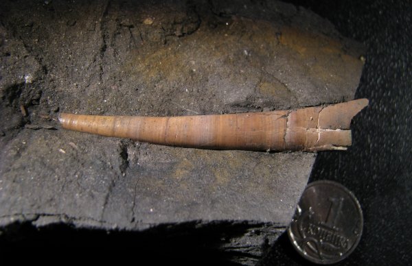 прижизненная окраска, Laevidentalium, Scaphopoda