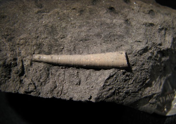Laevidentalium