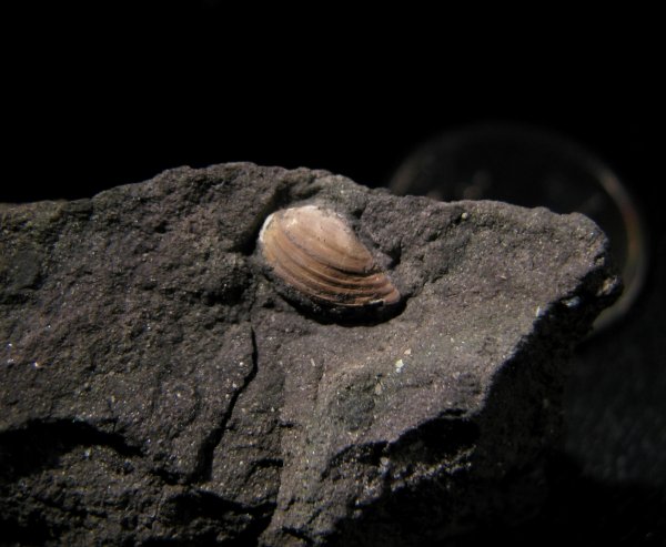 Phaenodesmia
