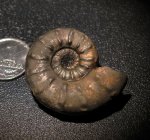 Euaspidoceras sp.