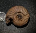 Desmosphinctes sp.