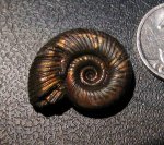 Peresphinctes (Arisphinctes) sp.