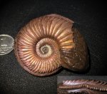 Amoeboceras alternoides