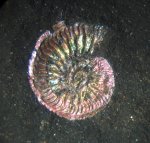 Перламутровый отпечаток Amoeboceras