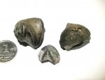 Rhynchonella loxiae