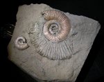 B. mosquensis с отпечатком жилой камеры