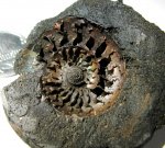 Garniericeras