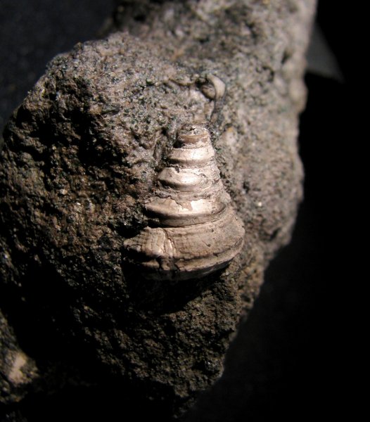 Eucyclus