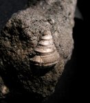 Гастропода Eucyclus sp.