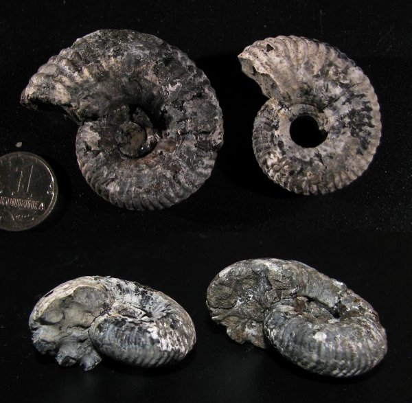 Eboraciceras