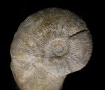 Kosmoceras rowlstonense
