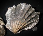 Ctenostreon proboscideum