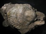 Chlamys lahuseni