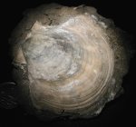 Chlamys sp.