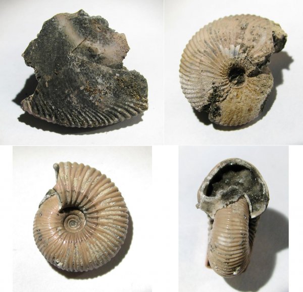 Pseudocadoceras, Chamoussetia