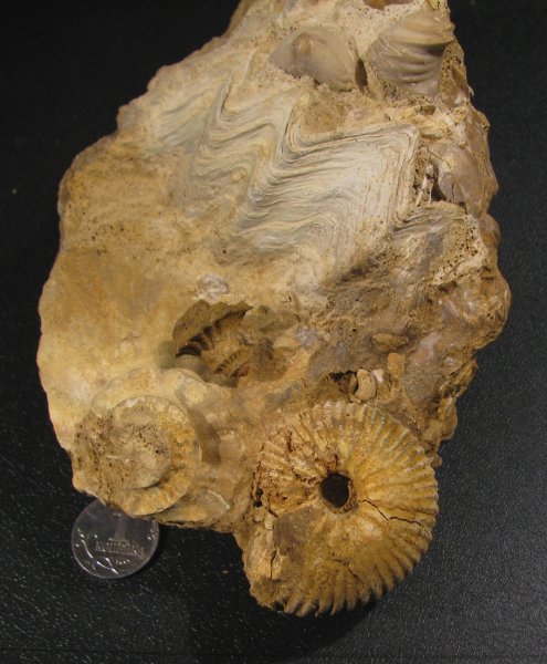 Ivanoviella, Lopha, Chamoussetia